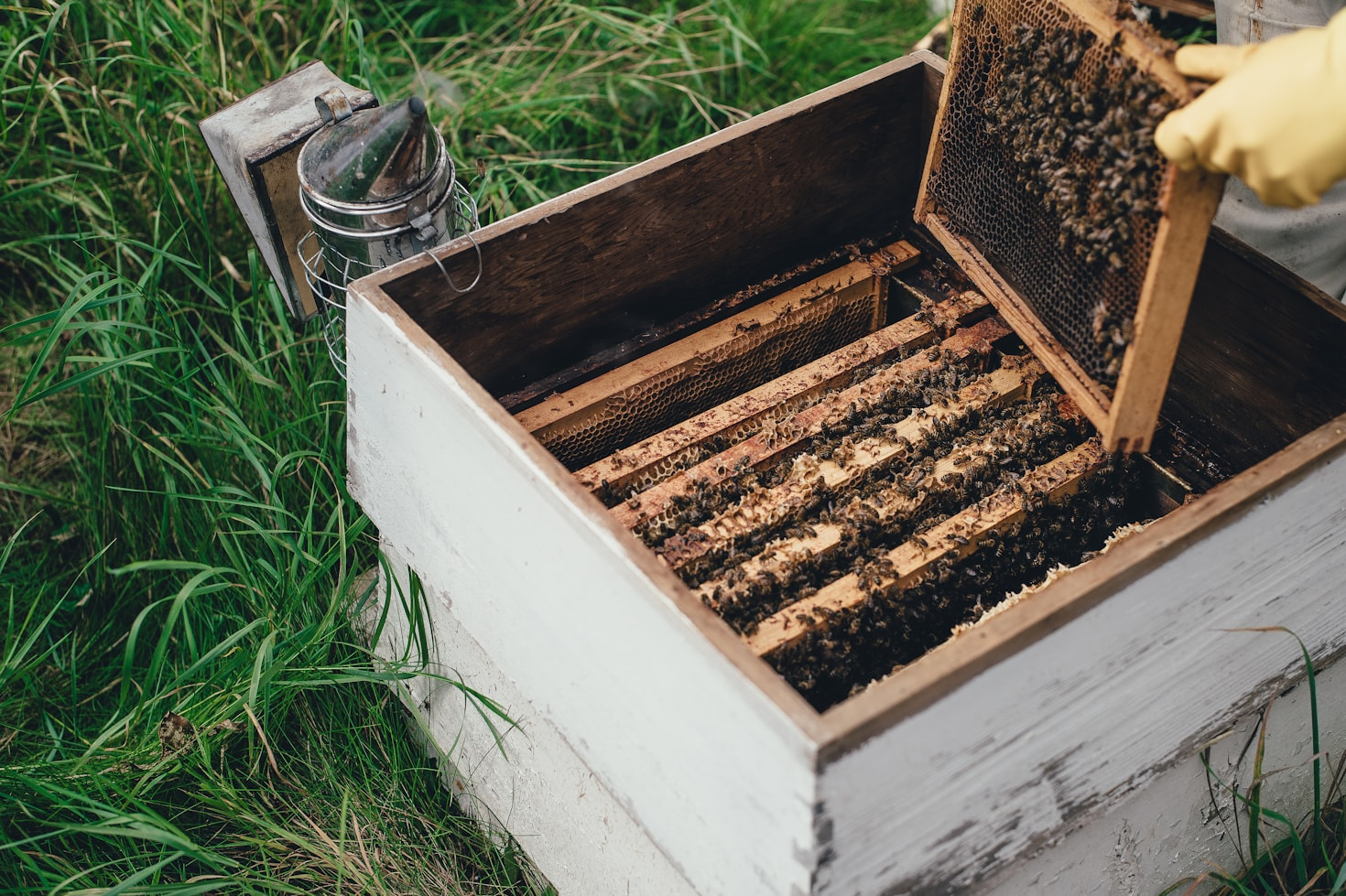 Exploring the World of Layens Hive Beekeeping