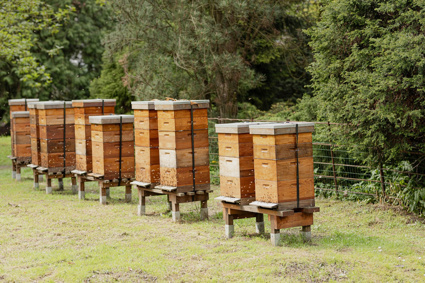 Sustainability in Action: Beekeeping That Matters